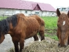konie22