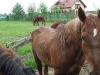 konie23